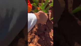 Lets Go Tulip Picking
