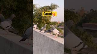 Full Garmi Mn Birds Ko Uraya Aj