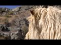 Way West Media Shoot w/ Hollywood Animals & Walking with Lions- Lufuno the White Lion - HD 720p