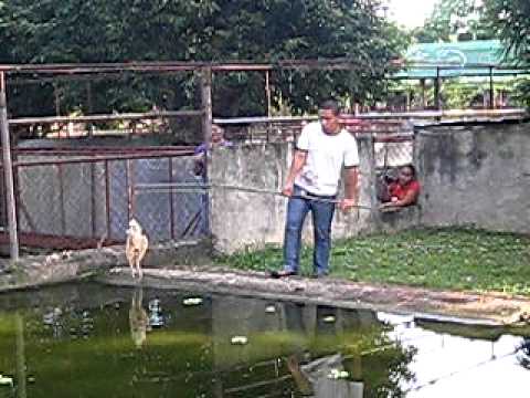 BIGGEST CROCODILE EVER NAME LAPU-LAPU