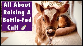 Raise A Baby Calf. Bottle Feed. Train Your Cow To Lead, Tie & Load In Horse Trailer. Funny Farm Pets