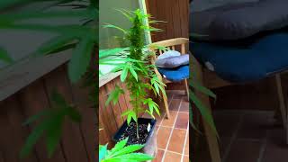 1. Outdoor Homegrow - White Widow - Northern Light