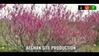 Ustad Gulzaman Pa Gulghonde De Arghawan Jore Mele De Remix Old Afghan Song