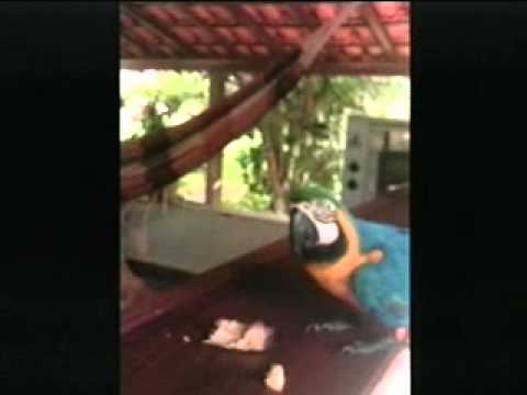 Manhã Vitoriosa Bloco III