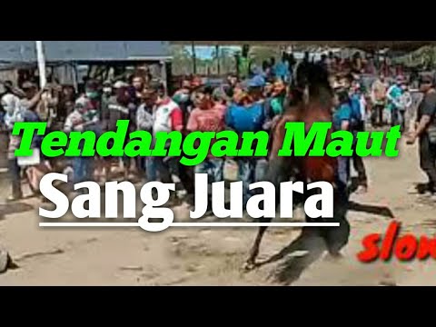 Viral,,!!!Tendangan maut kuda kena pembawa piala,tragedi pacuan kuda ambalkuda monalisa juara ke 1