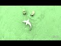 100 Foot Megalodon Sharkwashes Ashore In South Africa Coast Guard images 100 Foot Megalodon Sharkwashes Ashore In South Africa Coast Guard