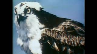 Joe Raposo Hawk