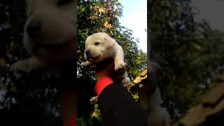 Labrador puppy sale in Jabalpur MP 8517070707