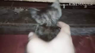 The Mother Cat Pulled Out The Head Of Her Little Kitten.