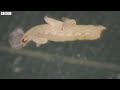 BBC News  Cannibal fruit flies  Lab larvae hunt one another