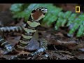 King Cobra Devours Water Snake images King Cobra Devours Water Snake