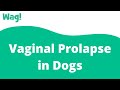Vaginal Prolapse in Dogs | Wag!
