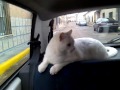 Pixy paseando en coche