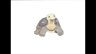 Sherman the Tucson Tortoise
