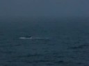 Fin-slapping Humpback Whale off San Francisco