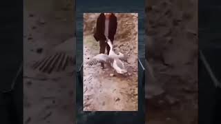 Di Sepong Gx Mau Diemmm