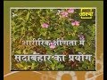 Ayurvedic Benefits of Sadabahar for Physical Weakness | Acharya Balkrishna