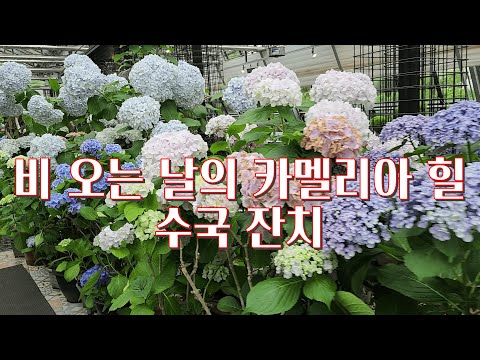 비오는 날의 카멜리아 힐, 카멜리아 힐에 펼쳐진 수국잔치