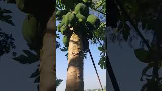 Papaya Is Tree Hot Video