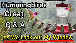 Attracting To Hummingbird Feeder, Super Bloom Ends Hummingbirds Life, Tons Of Birds, Diy Nectar