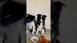 Funny Animals
