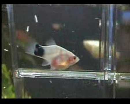 pregnant platy signs pregnant platy signs