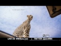 Cheetah Plays Peek-a-Boo During Safari