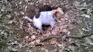 Wire Fox Terrier Find The Fox Hole, Warning Terrible Scenes