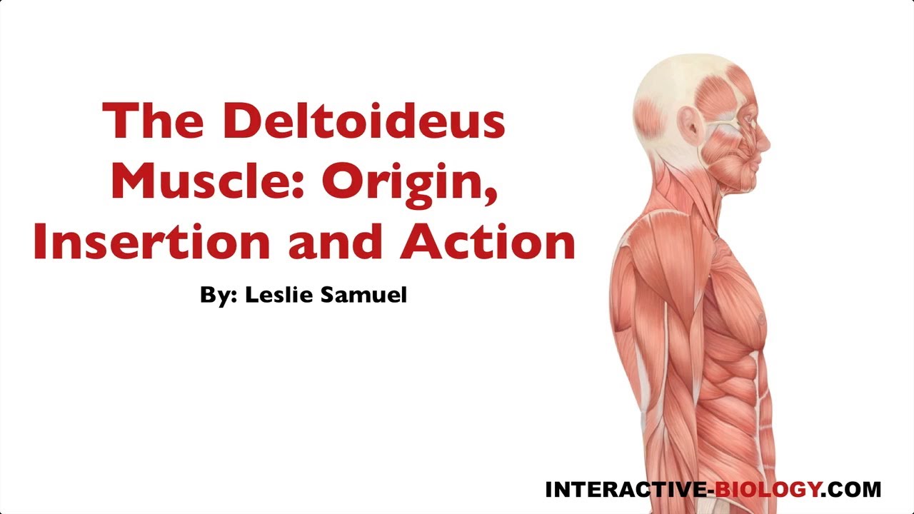 090 The Deltoideus Muscle: Origin, Insertion, and Action - YouTube