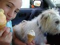 Monty the Jack Frost dog has his own ice cream!
