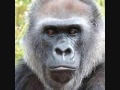 Great apes have midlife crises too
