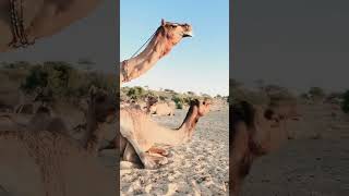 Sounds Of Camel