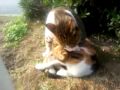 kediler çok özel görüntüler (gizli çekim) :)))