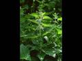 Ranker Video
