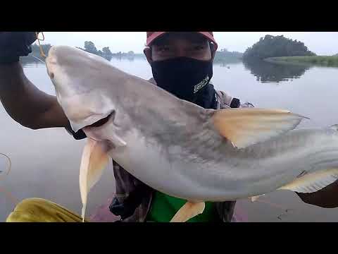 PASANG RAWAI UMPAN BUAH SAWIT DAPAT IKAN PATIN DI ATAS RATA RATA