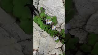 Cymbalaria