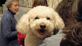 Curiosidades Del French Poodle O Caniche