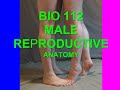 112 male reproductive anatomy.mp4