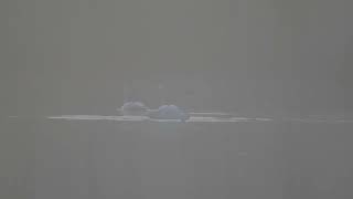 Trumpeter Swans On The Lake, In The Fog, Nikon Z9 180-600Mm 4K60 Video
