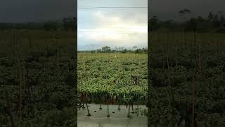 Perkebunan Cabe Di Pedesaan