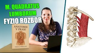 Čtyřhranný Sval Bederní M. Quadratus Lumborum Bolesti Zad & Si Kloubů Anatomie V Praxi