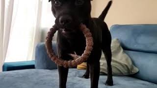 Our Little Gargoyle - Bsl Estacado Patterdale Fell Terriers Spyker