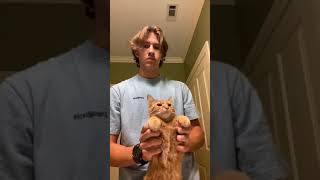 Yellow Cat Dancing Tiktok