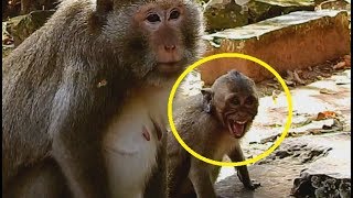 Stony Cry loudly because angry mom - Stony cry loudly request milk from ...