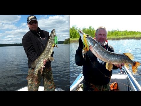 ловля щуки в заросшем ловля щуки в заросшем