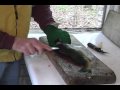 How to fillet a walleye
