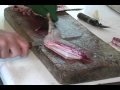 How to fillet a walleye