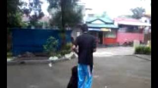 Heizhen K9 Obedience Training