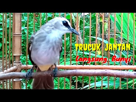 Suara Panggilan Trucuk Betina Terbaru 2022