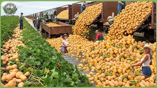 Modern Agriculture Machines In Mive Harvest Seasons Farmers Reap Million Tons Of Fruits & Veggi